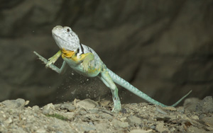 lizard